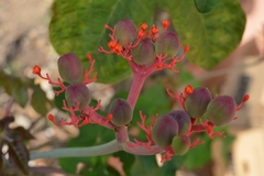 Jatropha podagrica