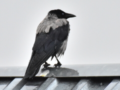 Corvus cornix