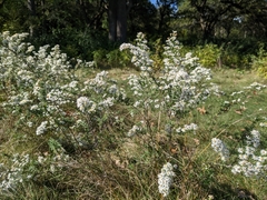 Symphyotrichum ericoides ericoides