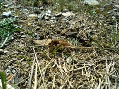 Asilus crabroniformis