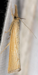 Agriphila costalipartella