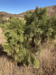 Baccharis sarothroides