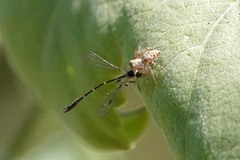 Leptopteromyia americana