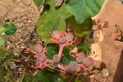Jatropha podagrica
