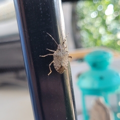 Halyomorpha halys