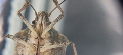 Halyomorpha halys