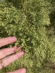 Baccharis sarothroides