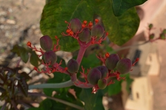 Jatropha podagrica