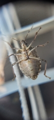 Halyomorpha halys