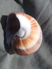 Cryptonatica andoi