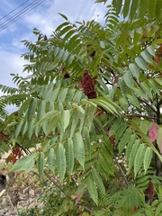Rhus × borealis