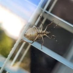 Halyomorpha halys