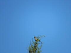 Oreoscoptes montanus