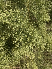 Baccharis sarothroides