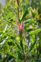 Protea
