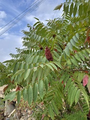 Rhus × borealis