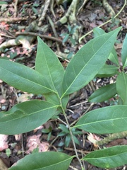 Nectandra coriacea