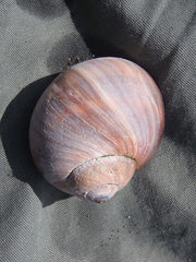 Cryptonatica andoi