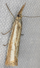 Agriphila costalipartella