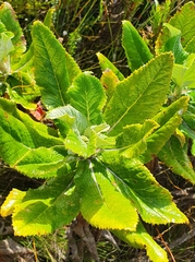 Hermas villosa