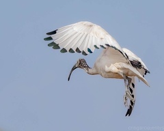 Threskiornis aethiopicus