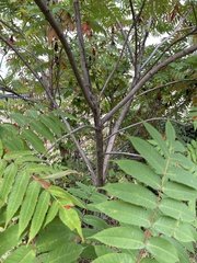 Rhus × borealis