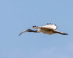 Threskiornis aethiopicus