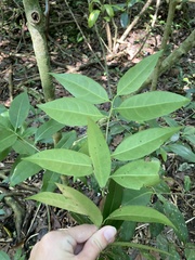 Nectandra coriacea