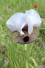 Iris hermona
