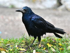Corvus frugilegus
