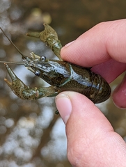Faxonius virilis