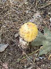 Amanita muscaria formosa