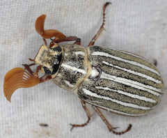 Polyphylla decemlineata