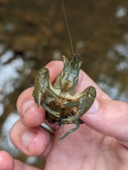 Faxonius virilis