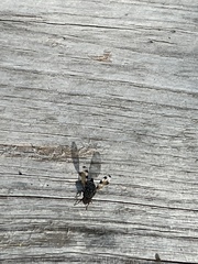 Pseudotephritis