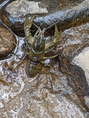 Faxonius virilis