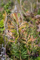 Protea