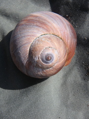 Cryptonatica andoi