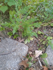 Juniperus horizontalis