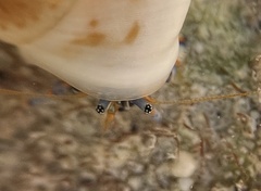 Clibanarius tricolor