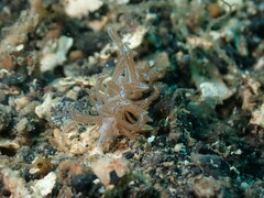 Phyllodesmium