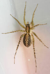 Pardosa delicatula