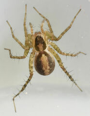 Pardosa delicatula