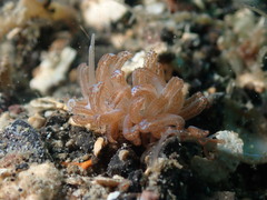 Phyllodesmium