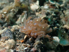 Phyllodesmium