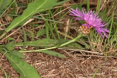 Centaurea jacea vinyalsii