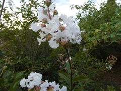 Lagerstroemia indica
