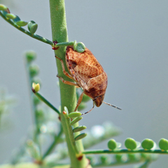 Sphyrocoris obliquus
