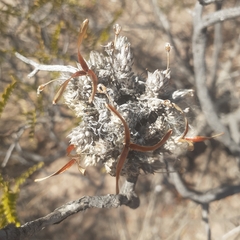 Tillandsia pedicellata