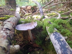 Pluteus cervinus